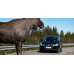 Automobilinė ultragarsinė žvėrių baidyklė